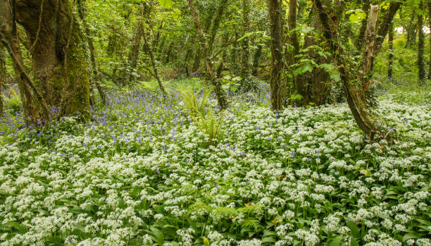 istock Pembrokeshire woodland in the spring 1396832855