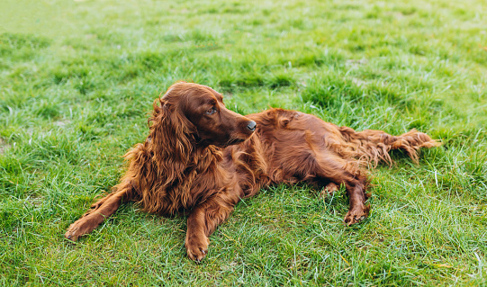 Beautiful Irish Setter dog is lying in grass on a beautiful spring day.
