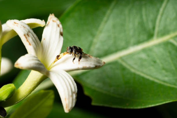 безжалостная пчела - stingless стоковые фото и изображения