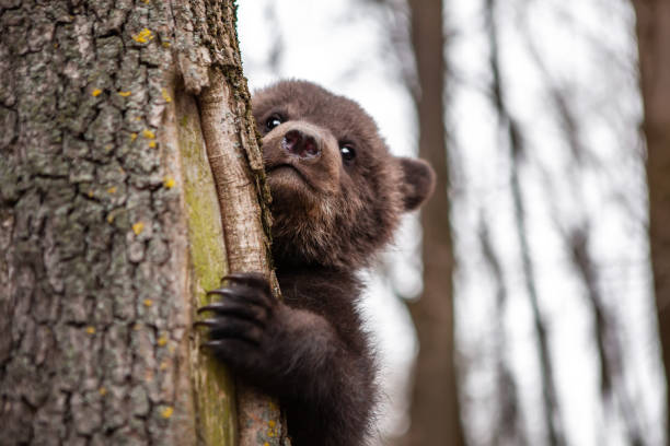 istock A very cute little brown bear peeks out from behind a tree with curiosity, in the wild. Wildlife protection concept. 1396836284