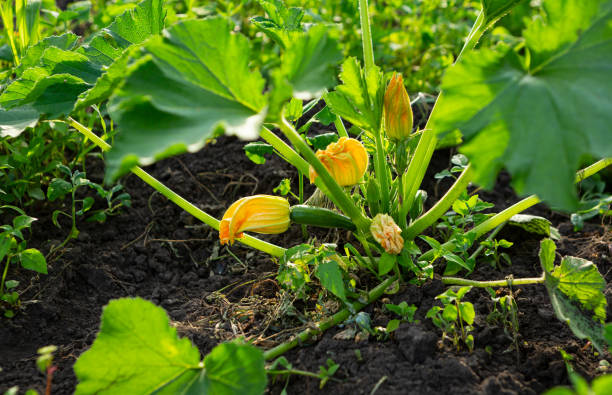 小さな菜園に生えているグリーンクルゲットズッキーニ植物 - squash blossom ストックフォトと画像