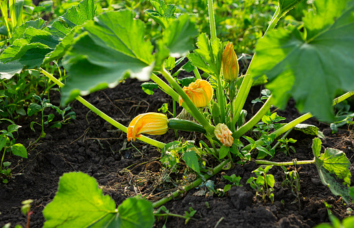 Green courgette zucchini plant growing in a small vegetable garden