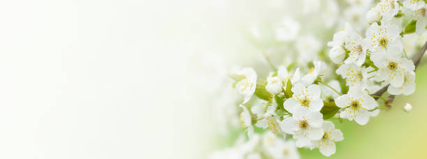 istock Beautiful branches of blossoming cherries. Beautiful abstract spring background. Banner. Copy space 1396836856