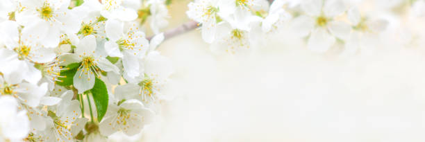 istock Beautiful branches of blossoming cherries. Beautiful abstract spring background. Banner. Copy space 1396837311