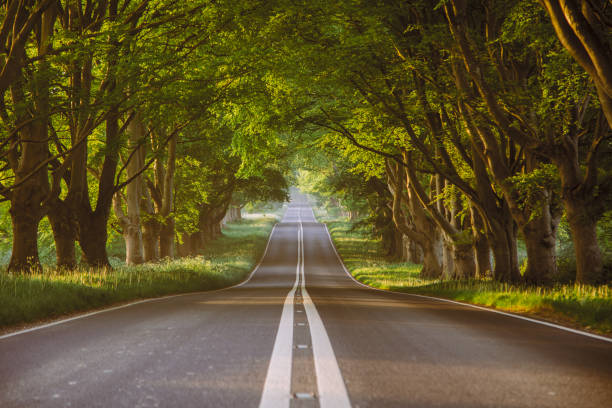 너도밤 나무 길을 통과하는 긴 길, 도셋 - tree road avenue dorset 뉴스 사진 이미지