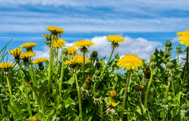 istock Dandelion flowers against a blue sky with clouds 1396839588