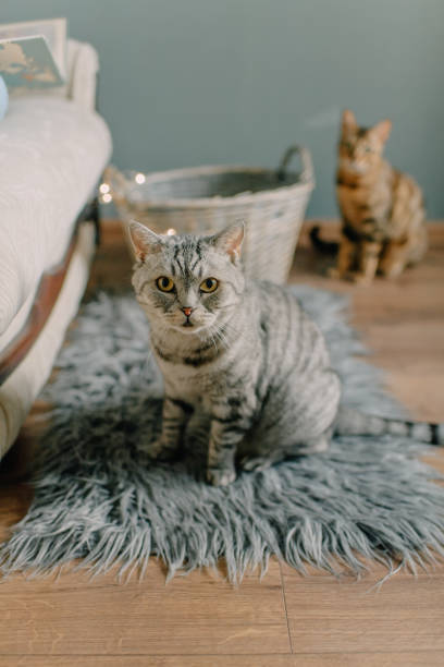 istock On a pink, quilted bedspread lies a sleek British cat 1396840354