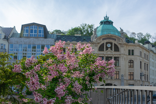 Pink lilac bush on a cloudy summer day. In the distance is the historical building of the former city savings bank, now the building is empty and is gradually being destroyed. Karlovy Vary, Czechia