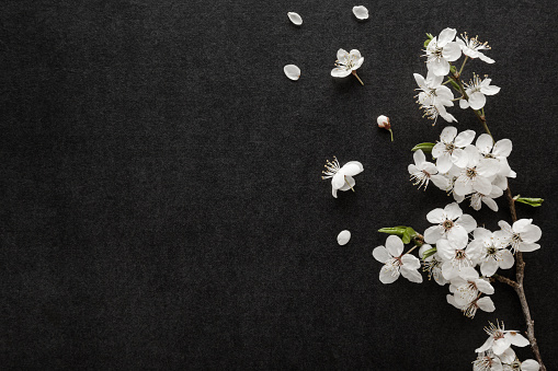 Frescas y hermosas flores de cerezo blanco sobre fondo de mesa oscuro negro. Tarjeta de condolencia. Lugar vacío para textos emocionales, sentimentales, citas o refranes. Closeup. Vista de arriba hacia abajo. photo