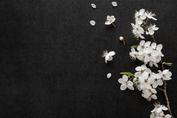 검은 어두운 테이블 배경에 신선한 아름다운 흰색 벚꽃. 조문 카드. 감정적, 감상적 인 텍스트, 인용문 또는 말을위한 빈 장소. 근접 촬영. 하향식 보기. - wake 뉴스 사진 이미지