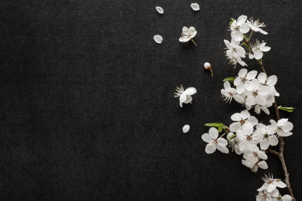 istock Fresh beautiful white cherry blossoms on black dark table background. Condolence card. Empty place for emotional, sentimental text, quote or sayings. Closeup. Top down view. 1396842911