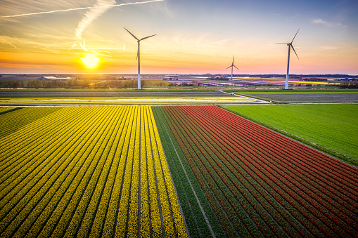 Aerial view of tulip fields and wind turbines in Burgerbrug, North Holland at sunset