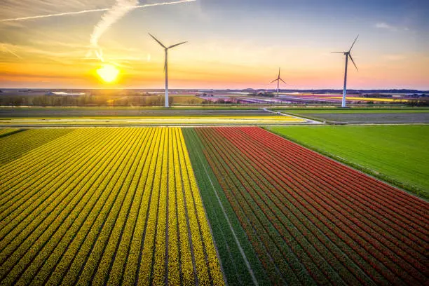 Aerial view of tulip fields and wind turbines in Burgerbrug, North Holland at sunset