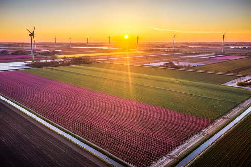 Aerial view of tulip fields and wind turbines in Burgerbrug, North Holland in the morning