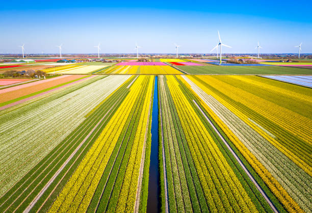 воздушный тюльпановый пейзаж в голландии - tulip windmill field flower стоковые фото и изображения