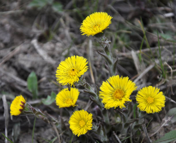 istock In nature, bloom early spring plant Tussilago farfara 1396844202