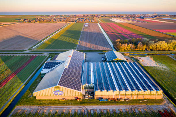 aerial view of tulip farm in netherland - netherlands place imagens e fotografias de stock