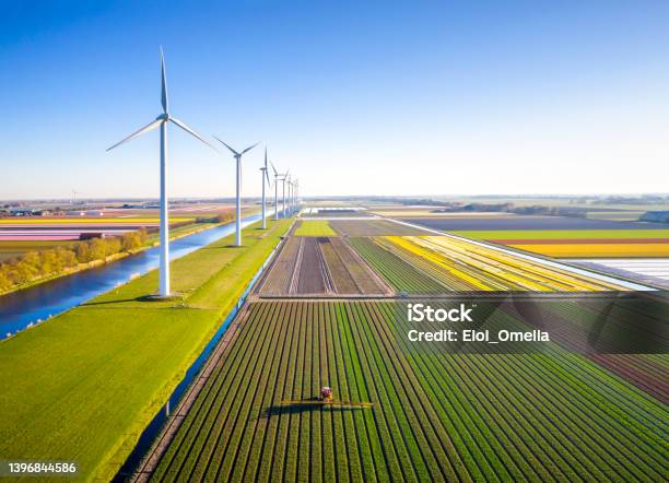 Agricultural Crops Sprayer In A Field Of Tulips During Springtime Seen From Above Stock Photo - Download Image Now