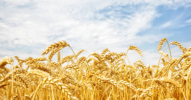 trigo amarelo crescendo no campo contra o céu azul. - grain ear - fotografias e filmes do acervo