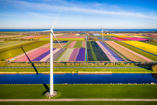 Aerial view of multicolor tulip fields, canal and wind turbines in Burgerbrug, North Holland