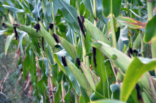 istock On the stem of corn ripens the cob 1396844883