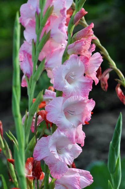 istock Blossom of colorful gladioluses 1396844902