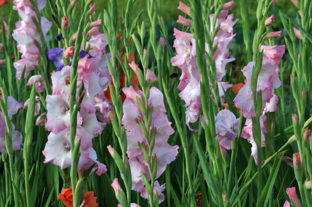 istock Blossom of colorful gladioluses 1396844914