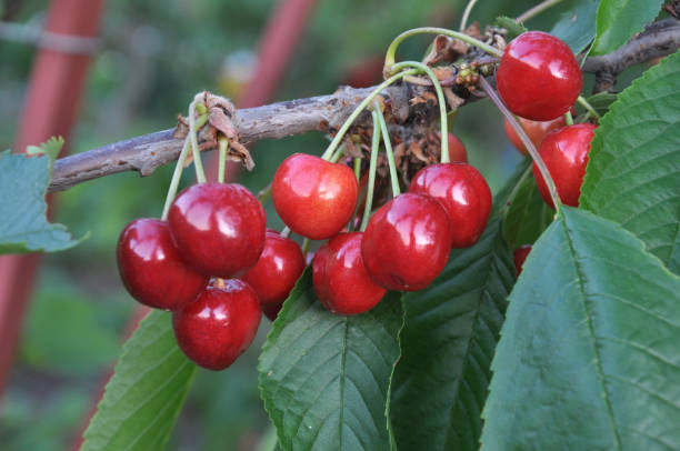 istock On a tree branch, ripe berries bird-cherry (Prunus avium) 1396845657