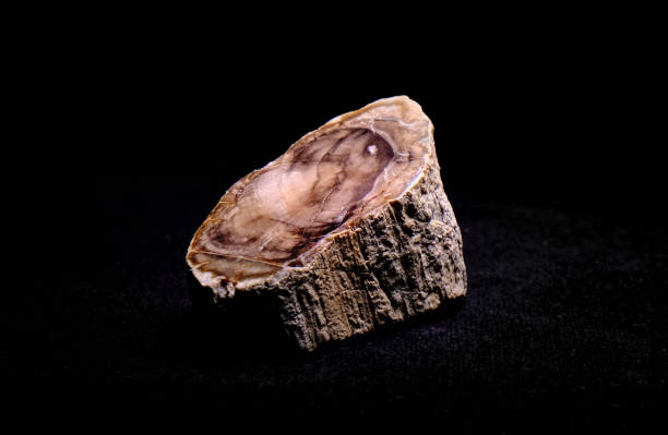 Wood Fossil Polished Studio shot on black background petrified wood stock pictures, royalty-free photos & images