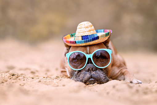 Dawn French Bulldog dog wearing sunglasses and straw hat at sand beach with copy space