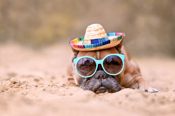 French Bulldog dog wearing sunglasses and straw hat at beach Dawn French Bulldog dog wearing sunglasses and straw hat at sand beach with copy space pet clothing stock pictures, royalty-free photos & images