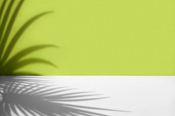 minimal abstract background with shadow of tropical palm leaves. presentation of cosmetic product. premium podium on pastel light green wall and white table. showcase, display case, front view. mockup - tree set imagens e fotografias de stock