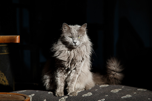 Gray furry cat Nebelung sitting on home furniture and resting with eyes closed, domestic purebred cat