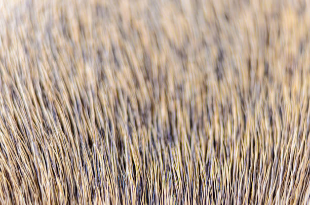 Close-up selective focus view of course animal hair receding into the bakcground