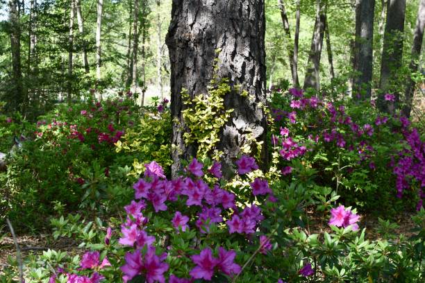 istock Forest Azalea garden in full bloom USDA zone 7b 1396847646