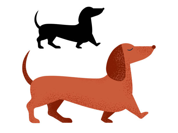 ilustrações de stock, clip art, desenhos animados e ícones de dachshund dog breed in cartoon and outline - dachshund dog white background hunting dog
