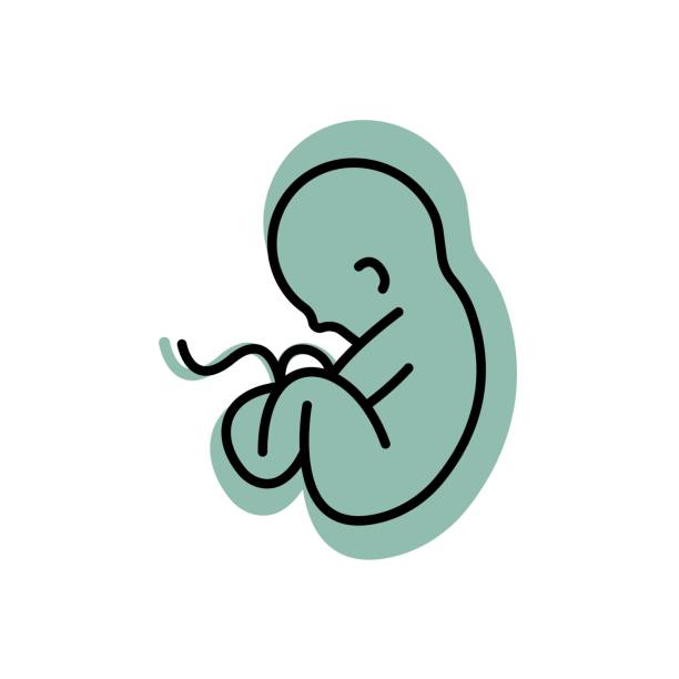 entwicklung des menschlichen embryos im mutterleib. trendy flaches isoliertes farbsymbol, zeichen kann verwendet werden für: illustration, infografik, logo, handy, app, banner, webdesign, dev, ui, ux, gui. vektor eps 10 - fetus stock-grafiken, -clipart, -cartoons und -symbole