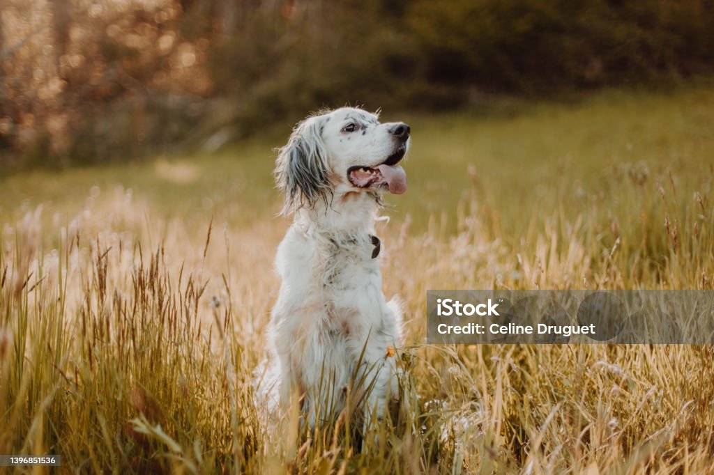 English Setter Dog Enjoying Spring Outdoors Dog Stock Photo