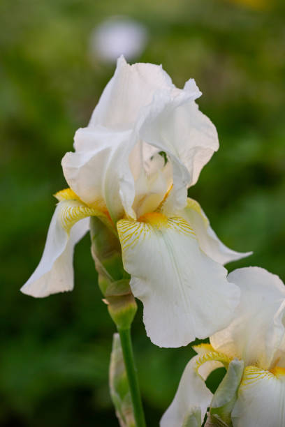 istock Blooming white iris flower macro photography in summer day. 1396851820