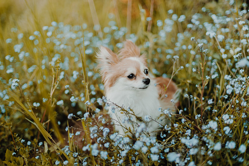 Chihuahua Dog Enjoying Spring Outdoors