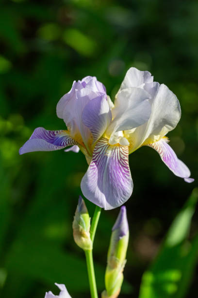 istock Big purple iris on a sunny summer day macro photography. 1396852081