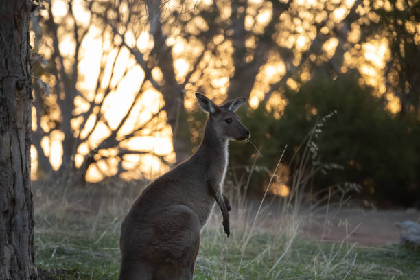 istock Cute wild young kangaroo stands in the forest, stand among trees, sunset background 1396852121