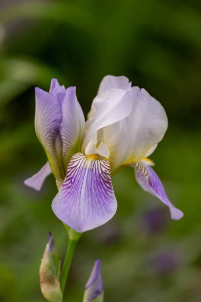 istock Big purple iris on a sunny summer day macro photography. 1396852993