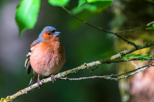 istock Colorful Chaffinch on a branch in a tree 1396853182