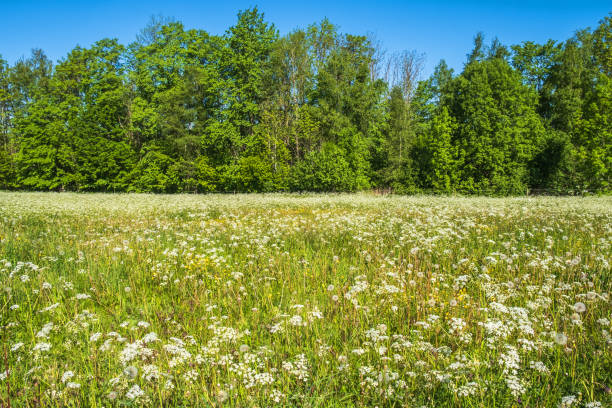 istock Cow parsley blooming on a summer meadow 1396853255