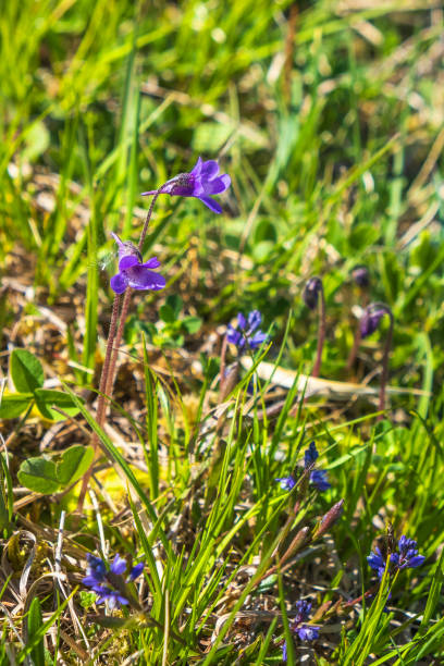 istock Butterwort flowers growing on a meadow 1396853264