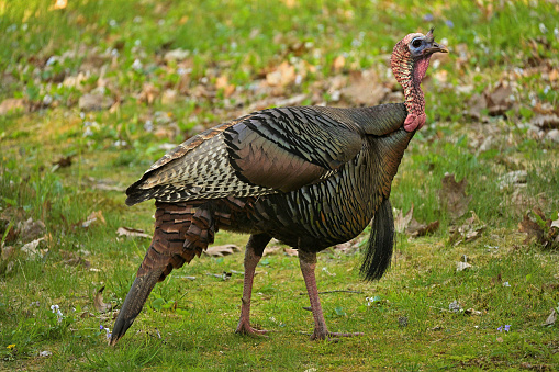 Wild turkey in spring, classic pose. Taken in the Connecticut hills.
