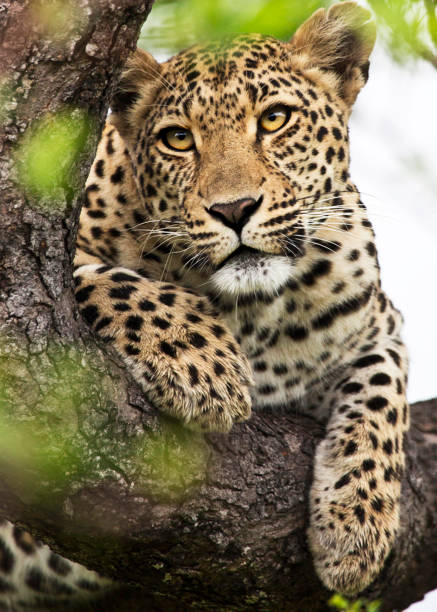Beautiful Wildlife pictures of  Sabi Sands,South Africa Beautiful Wildlife of  Sabi Sands,South Africa beauty in nature vertical africa southern africa stock pictures, royalty-free photos & images