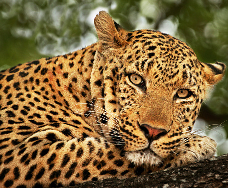 Beautiful Wildlife of  Sabi Sands,South Africa
