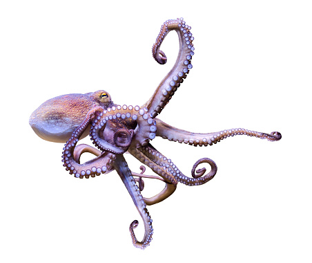 Vista en primer plano de un pulpo común (Octopus vulgaris), aislado sobre fondo blanco photo